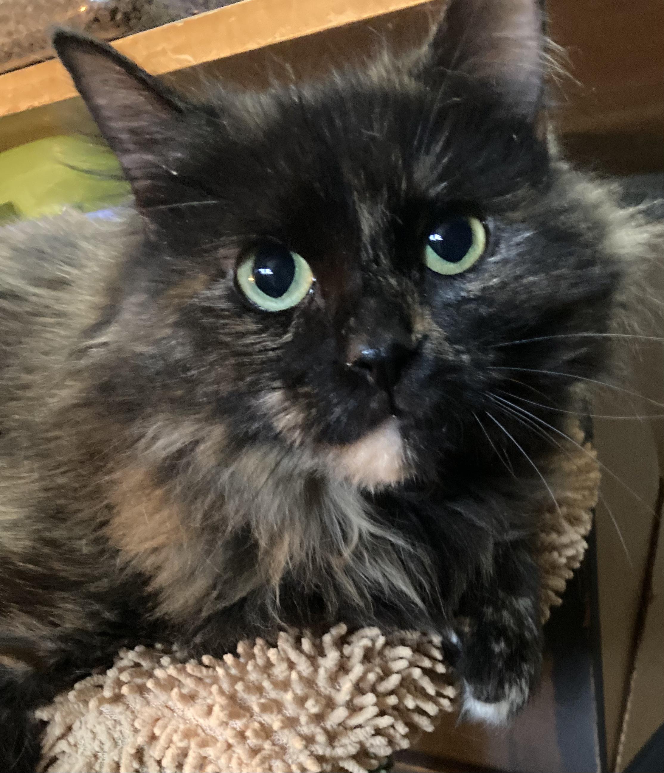 Enlarge Emberlyn, a Adoptable mixed breed in Statesville, NC image 3/4