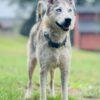 Enlarge Rescue Only- AC- 5339 "Nova", a Adopted Husky in Conyers, GA image 2/2