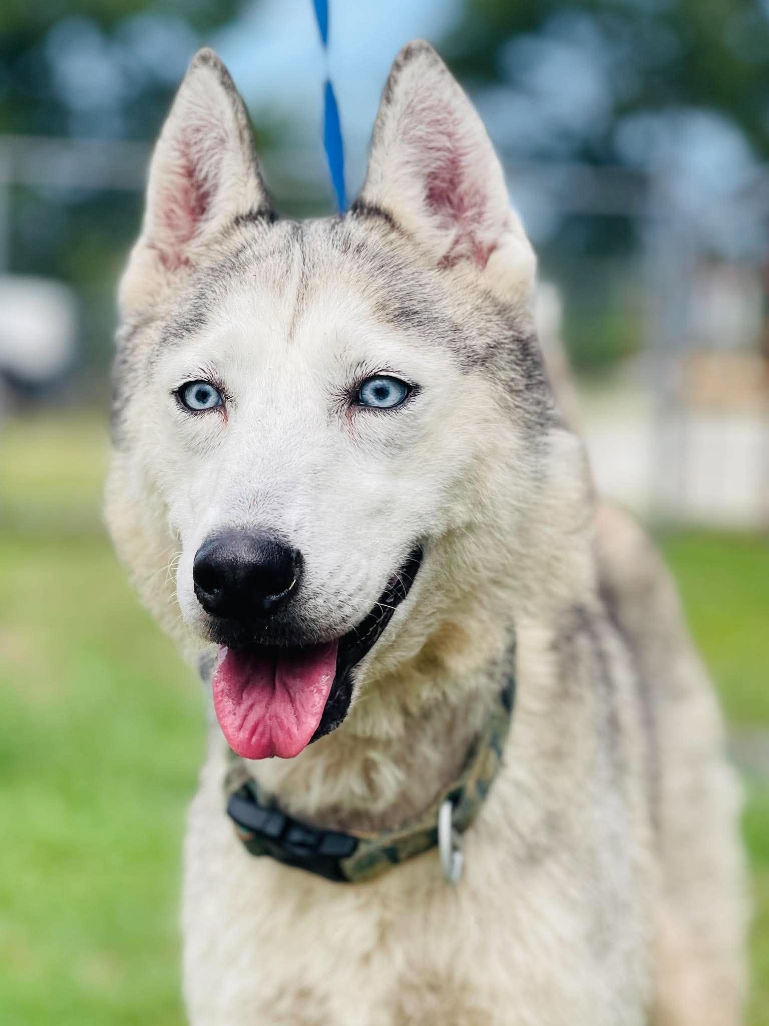 Rescue Only- AC- 5339 "Nova", Adopted, Adult Female Husky.
