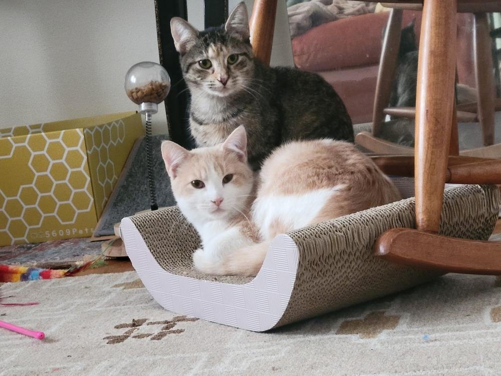 Princess, Adoptable, Kitten Female Domestic Short Hair.