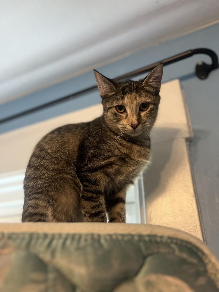 Princess, a Adoptable mixed breed in Albany, NY image 1/6