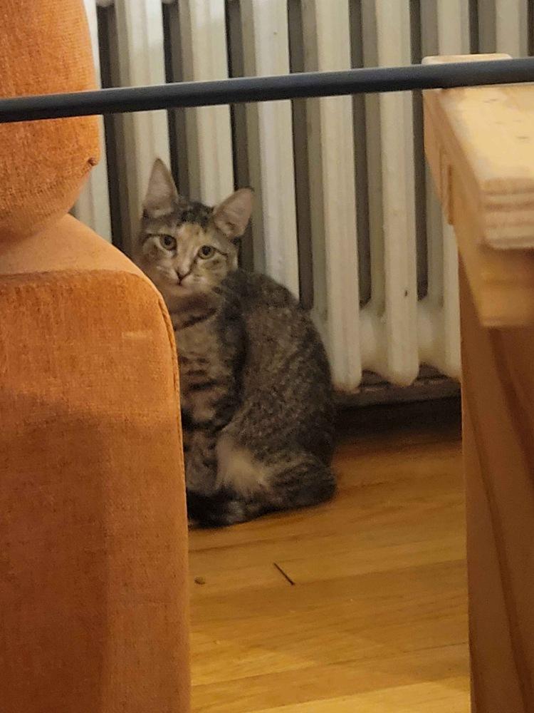 Princess, a Adoptable mixed breed in Albany, NY image 4/6