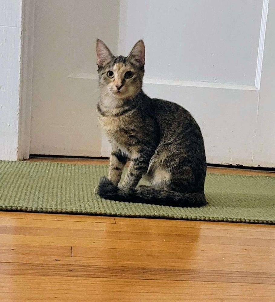 Princess, Adoptable, Kitten Female Domestic Short Hair.