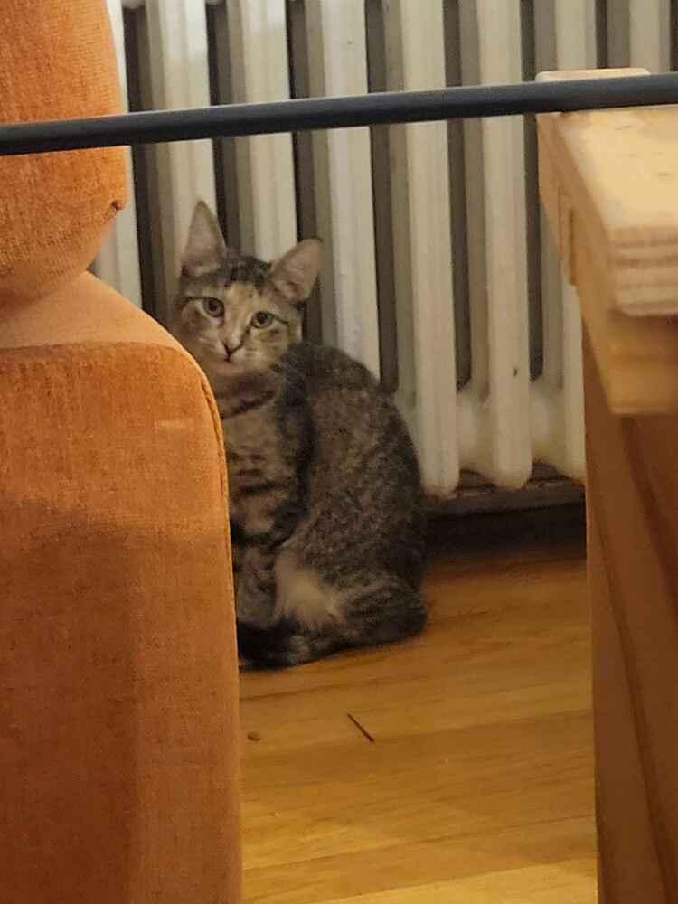 Princess, a Adoptable mixed breed in Albany, NY image 6/6