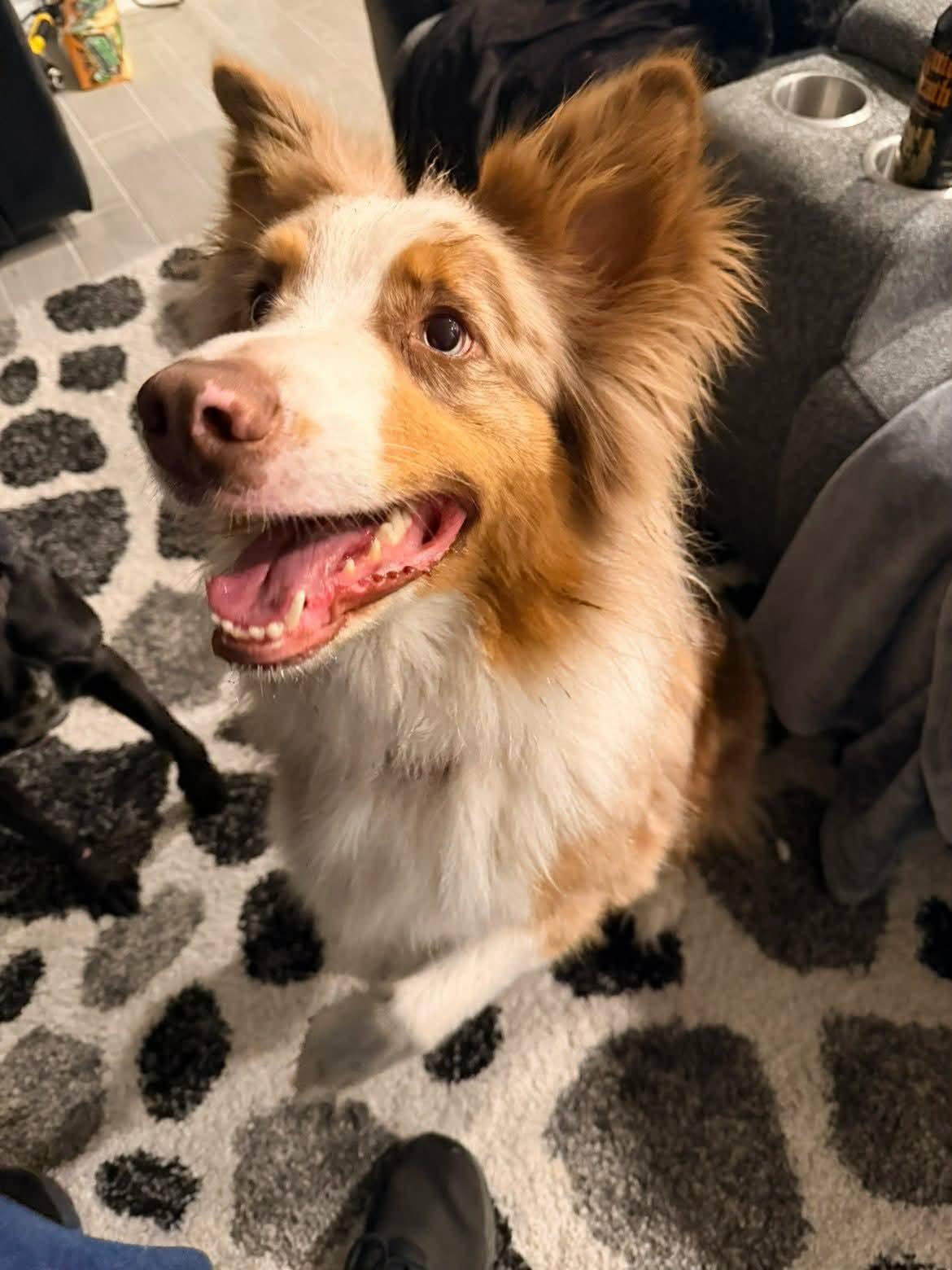 Bleu, Adopted, Adult Male Australian Shepherd.