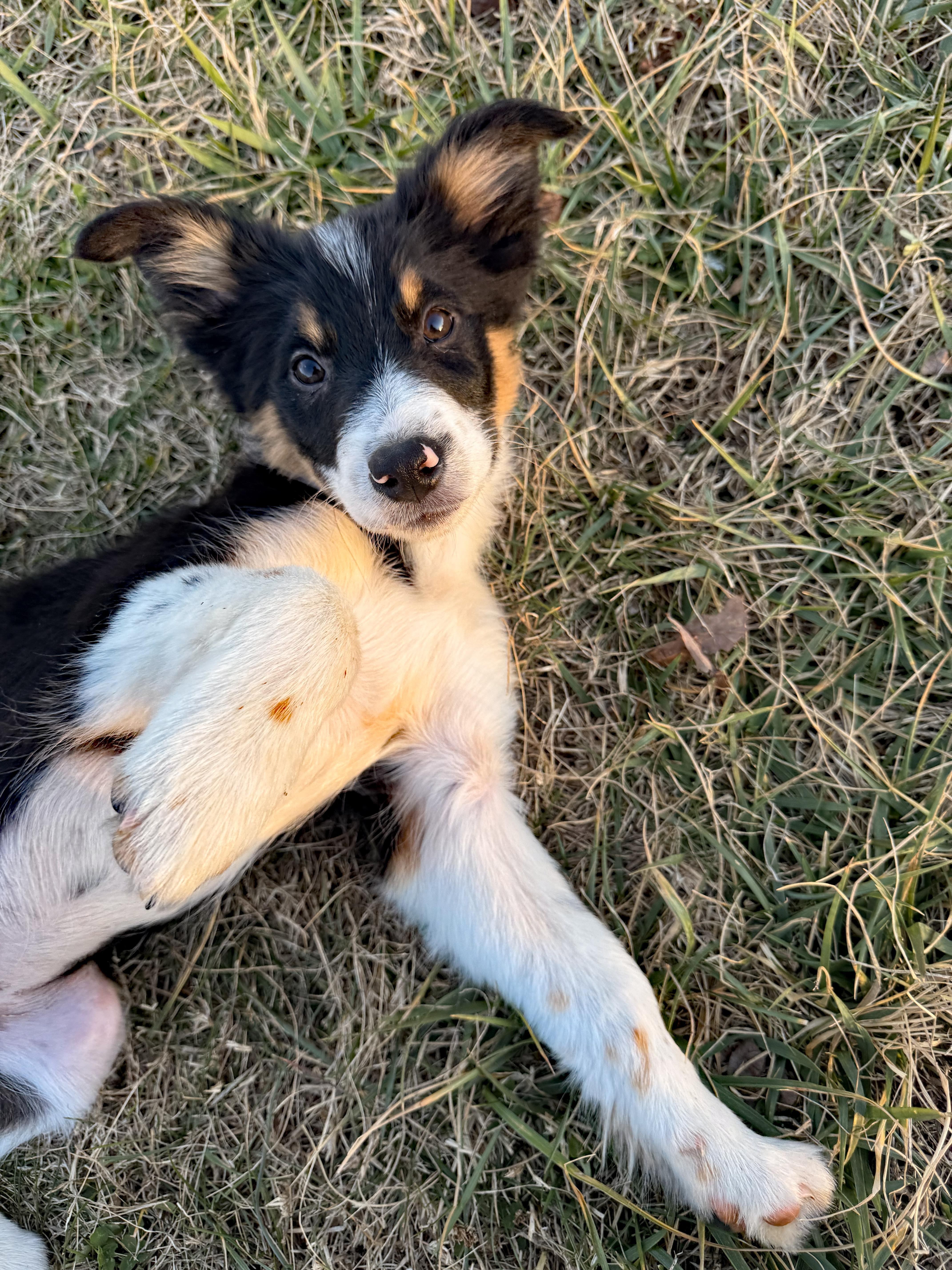 Enlarge Sammie, an adopted mixed breed in Marion, NC image 2/2