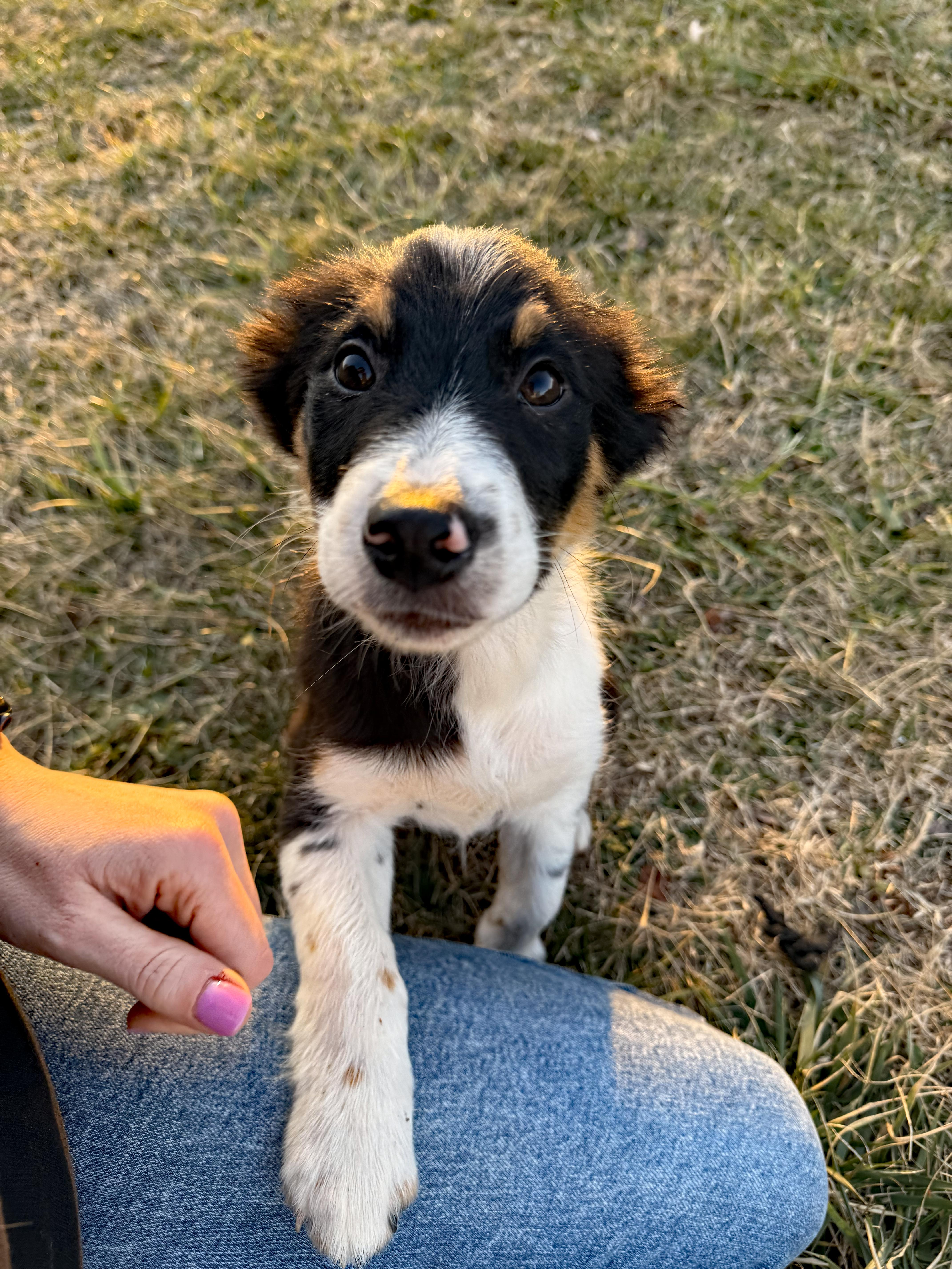 Sammie, adopted, Puppy Male Mixed Breed & Miniature Pinscher.