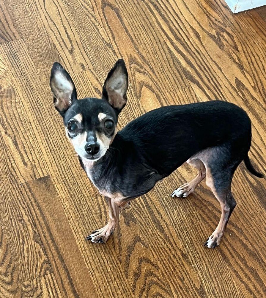 Enlarge Minnie, a ADOPTABLE mixed breed in Barrington, IL image 3/6