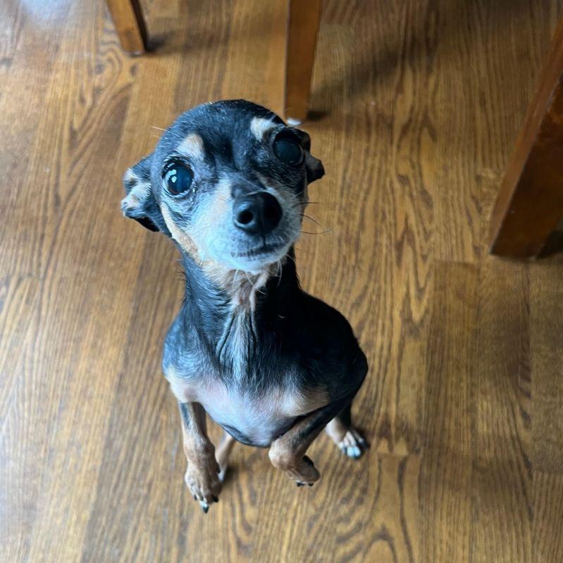 Enlarge Minnie, an adopted mixed breed in Barrington, IL image 6/6
