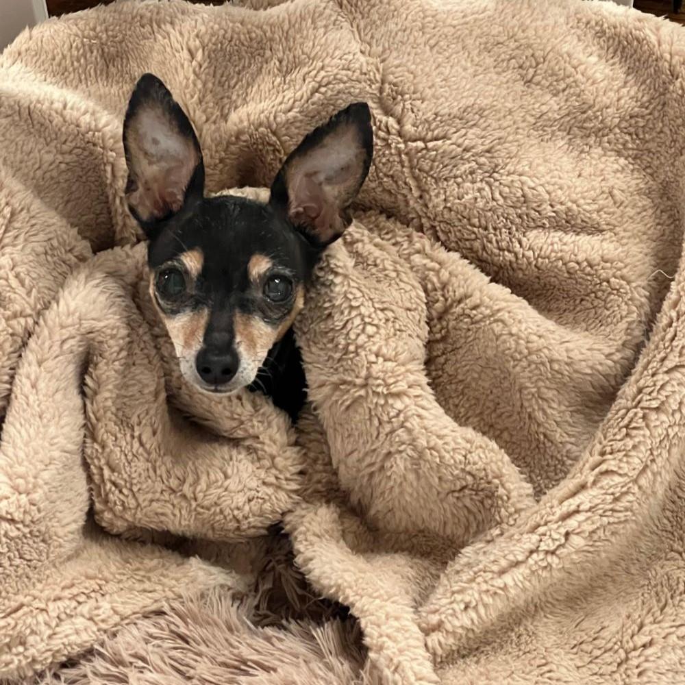 Enlarge Minnie, a ADOPTABLE mixed breed in Barrington, IL image 2/6