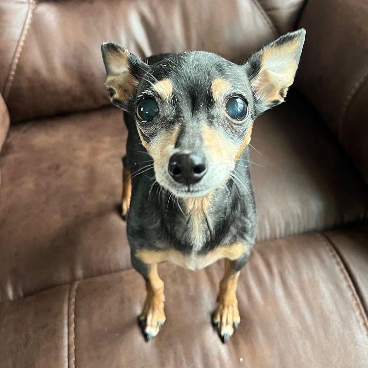 Enlarge Minnie, an adopted mixed breed in Barrington, IL image 5/6