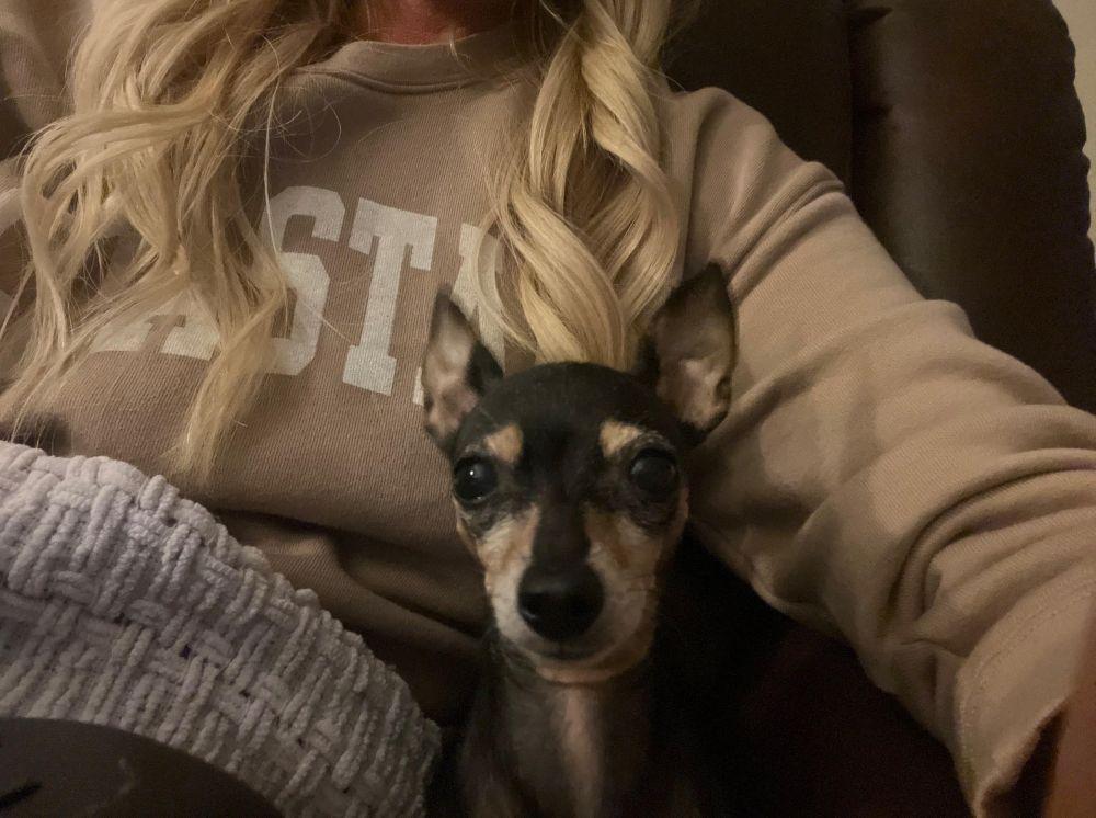 Enlarge Minnie, a ADOPTABLE mixed breed in Barrington, IL image 5/6