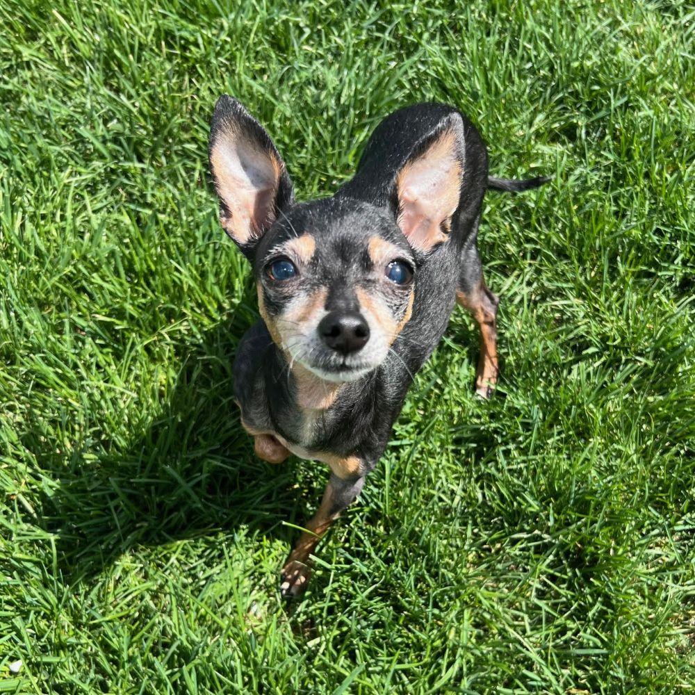 Enlarge Minnie, a ADOPTABLE mixed breed in Barrington, IL image 1/6