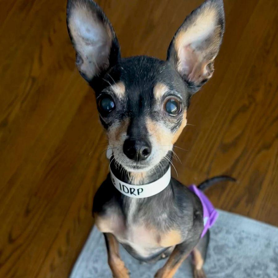 Enlarge Minnie, a ADOPTABLE mixed breed in Barrington, IL image 6/6