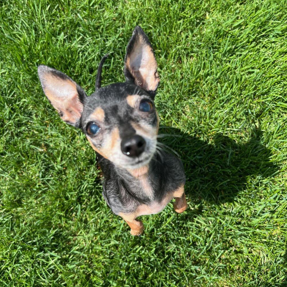 Enlarge Minnie, a ADOPTABLE mixed breed in Barrington, IL image 4/6