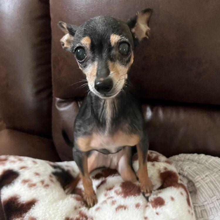 Minnie, adopted, Senior Female Chihuahua & Toy Manchester Terrier.