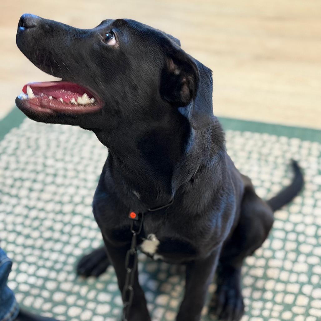 Enlarge ASHER, a Adoptable mixed breed in Indiantown, FL image 3/6