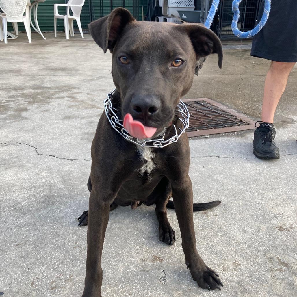 Enlarge ASHER, a Adoptable mixed breed in Indiantown, FL image 4/6