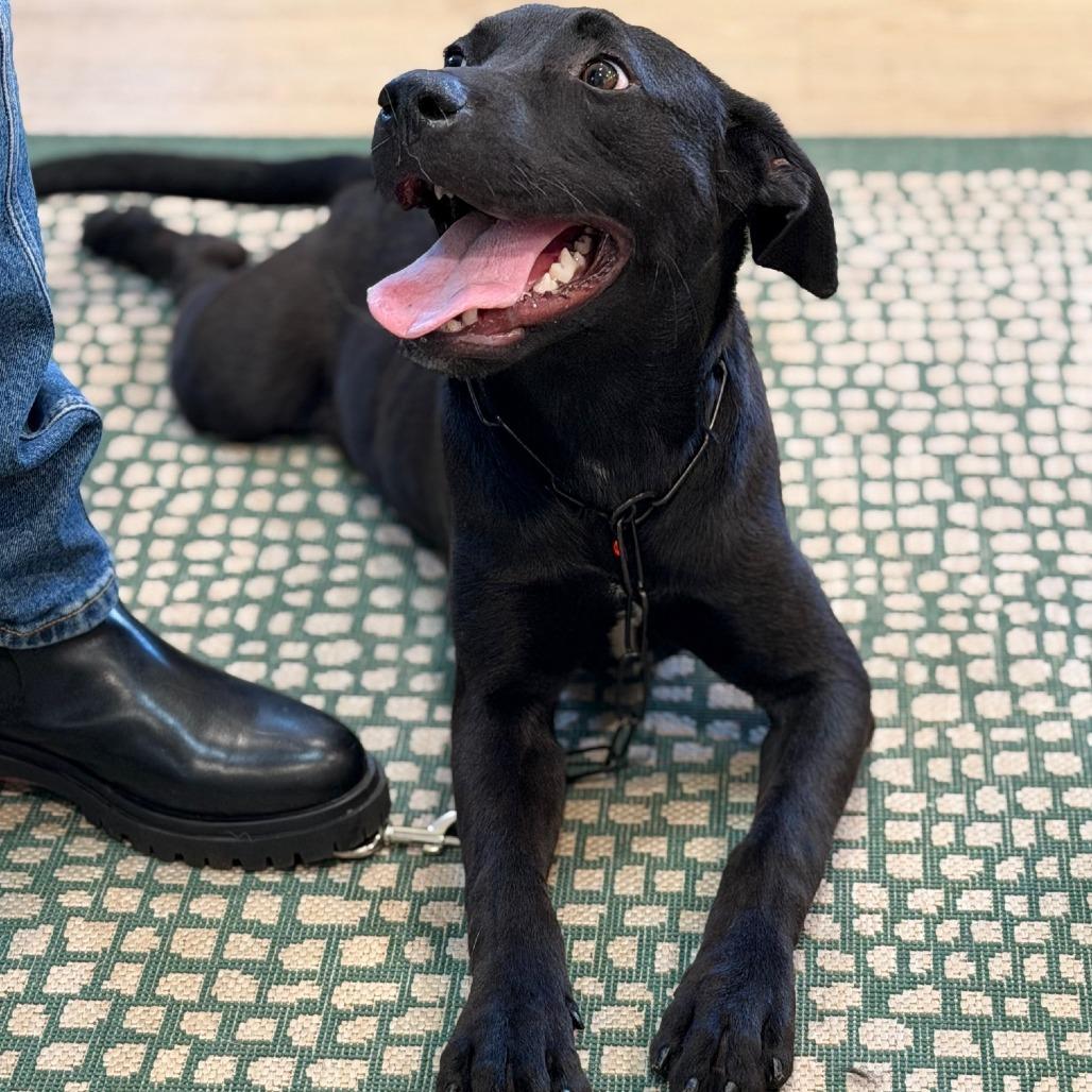 Enlarge ASHER, a Adoptable mixed breed in Indiantown, FL image 5/6