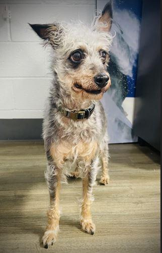 Nabisco, an adoptable mixed breed in Tulsa, OK image 2/3