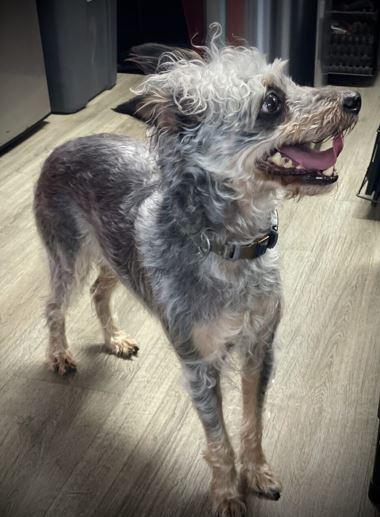 Nabisco, an adoptable mixed breed in Tulsa, OK image 1/3