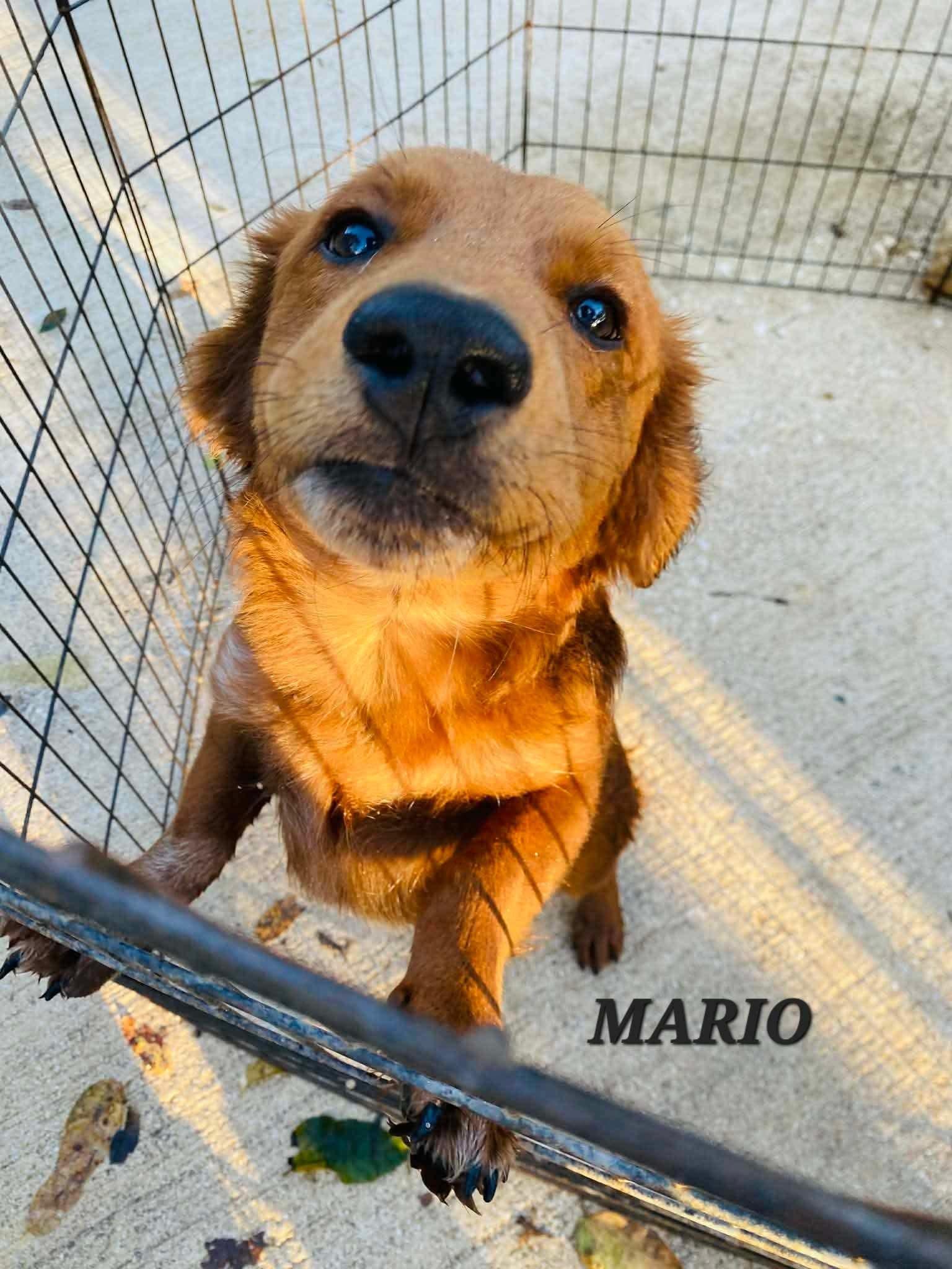Enlarge Mario, a ADOPTABLE mixed breed in Milford, NH image 5/6