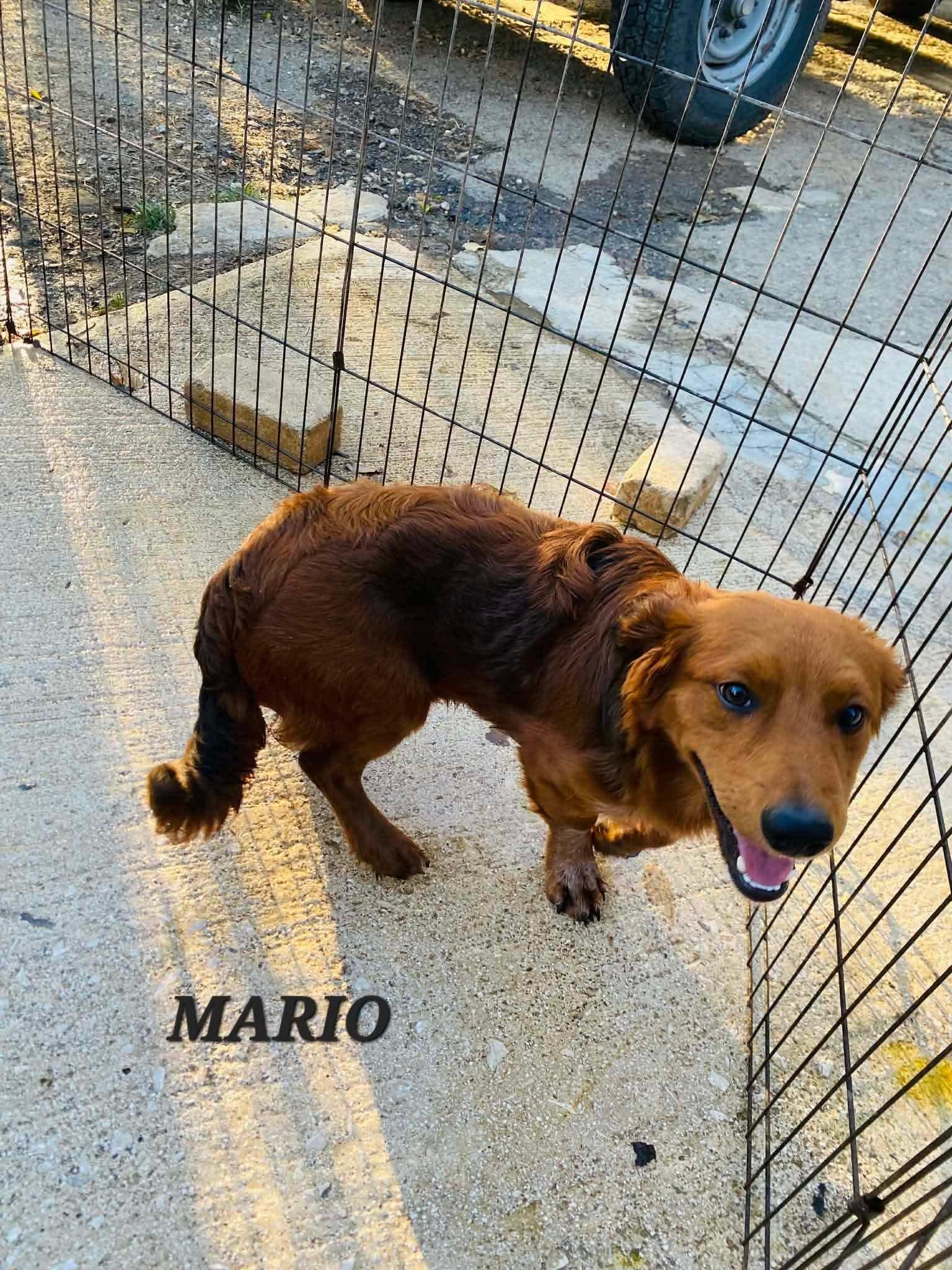 Enlarge Mario, a ADOPTABLE mixed breed in Milford, NH image 4/6