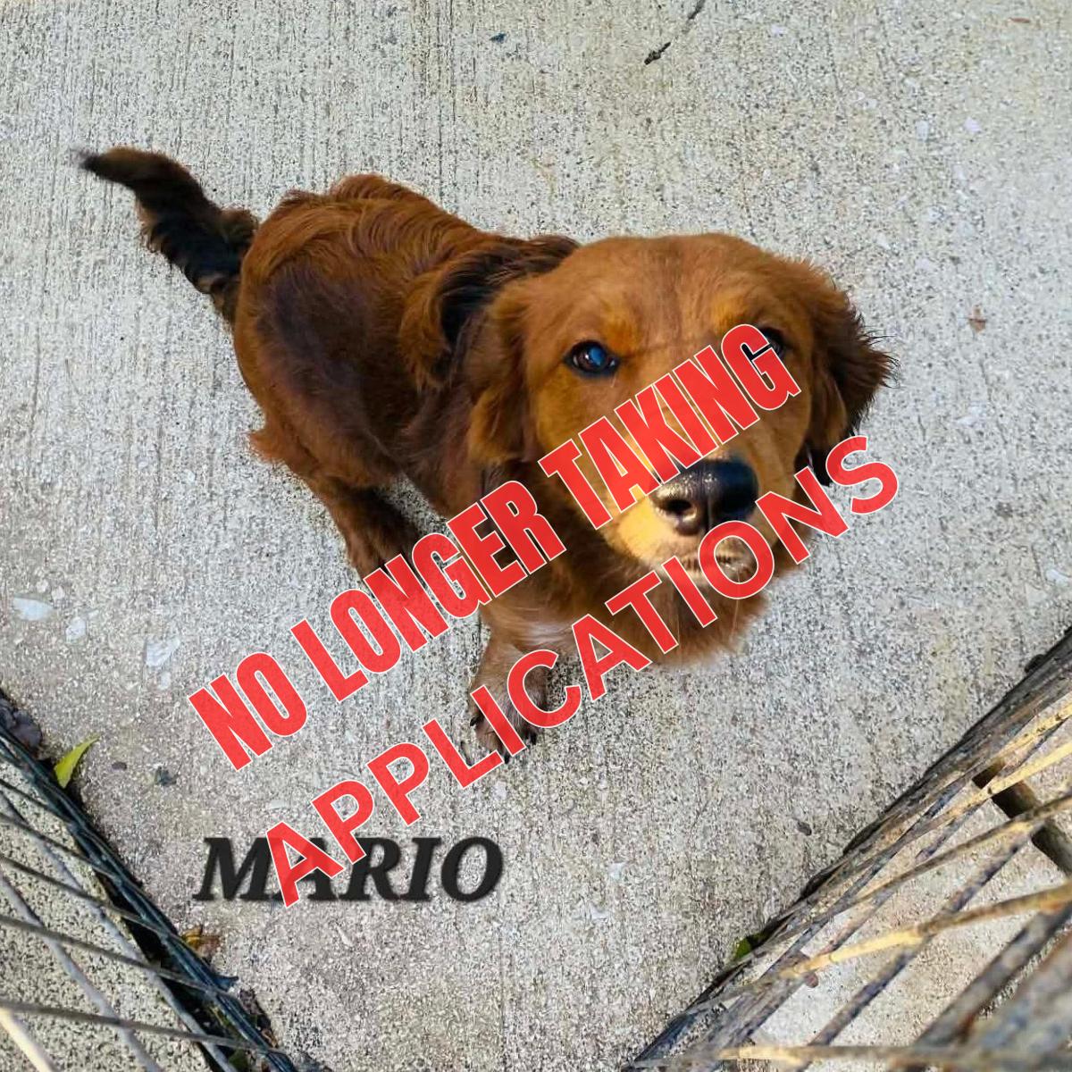 Enlarge Mario, a ADOPTABLE mixed breed in Milford, NH image 1/6
