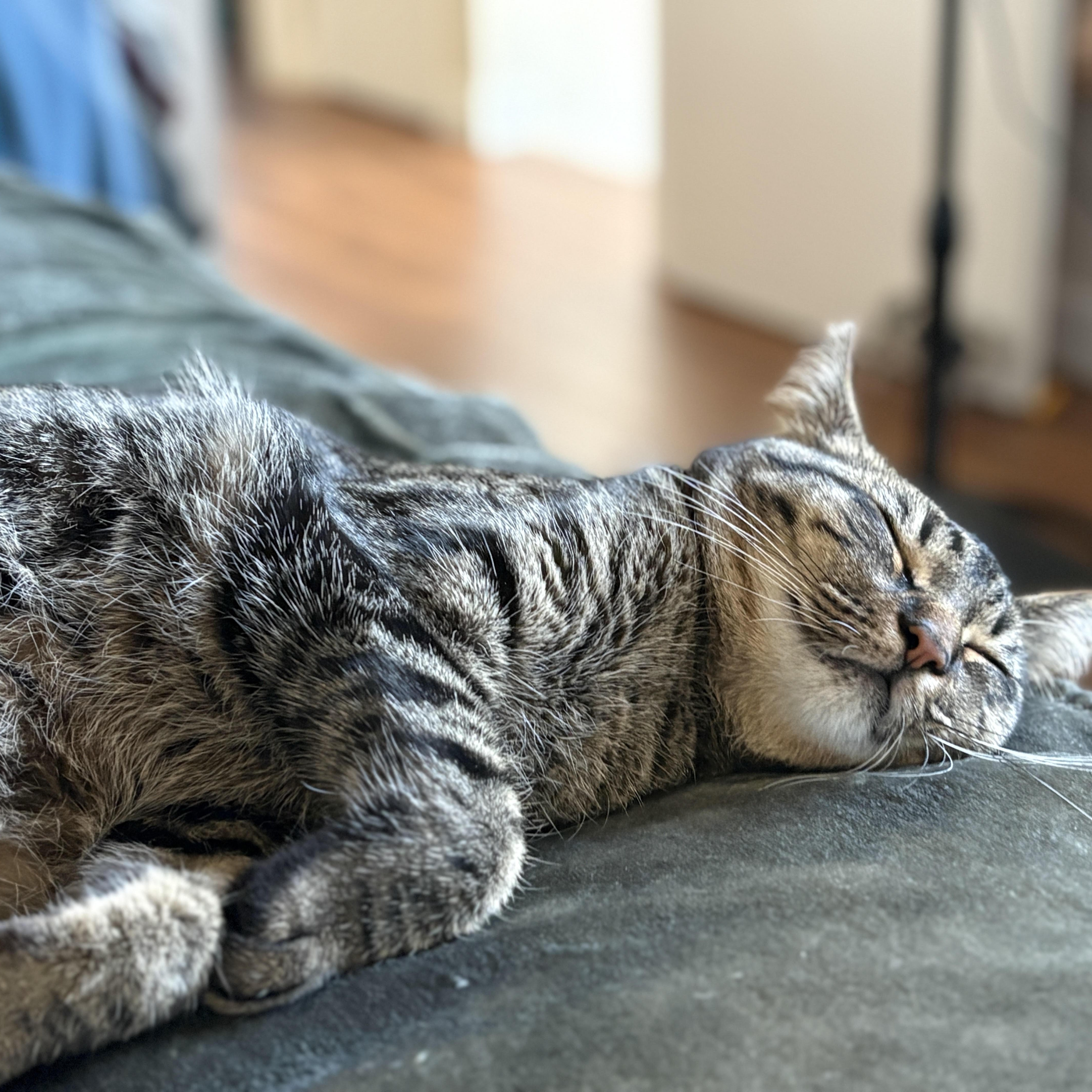 Enlarge Fern [bonded with sister, Poppy], a ADOPTABLE mixed breed in Benicia, CA image 5/6
