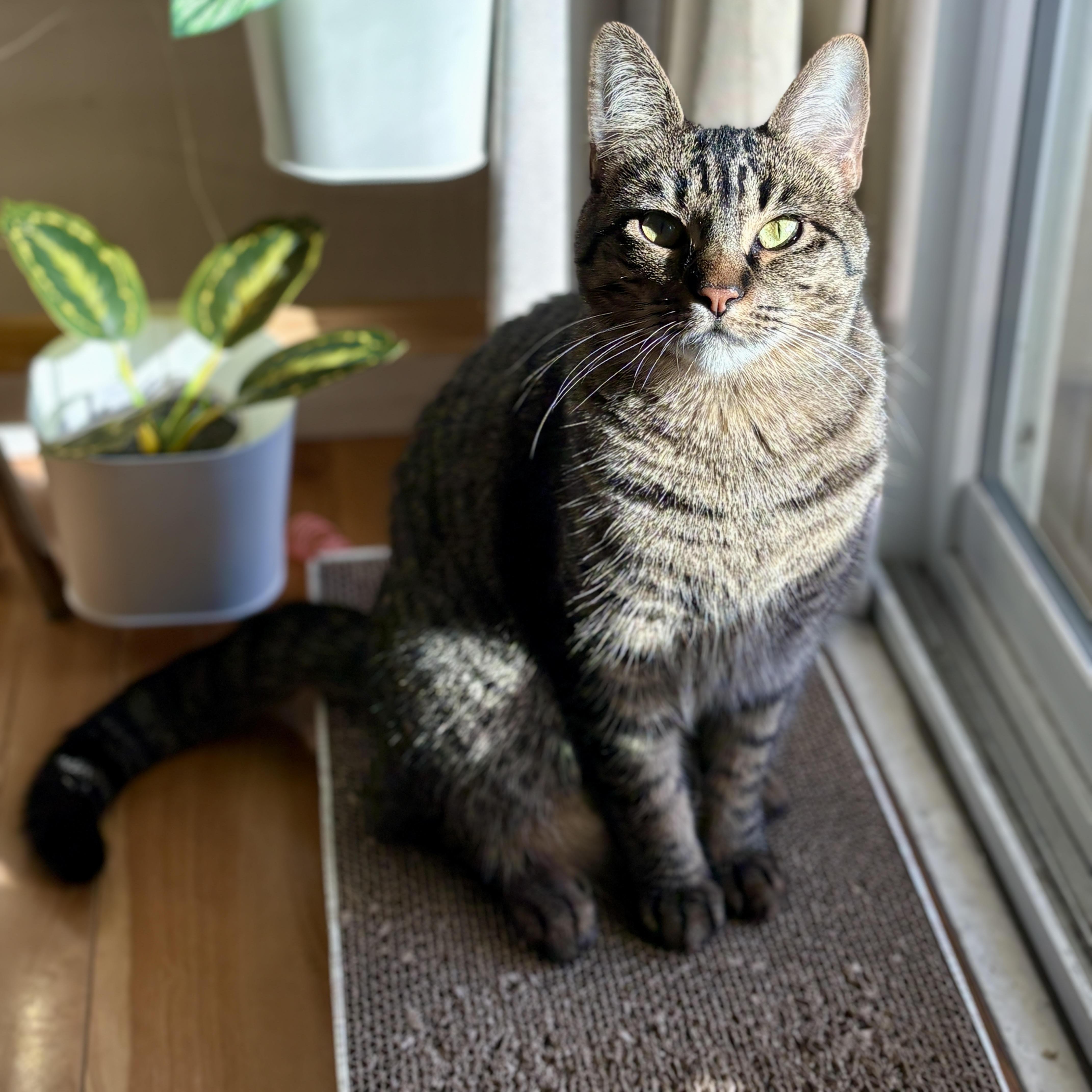 Fern [bonded with sister, Poppy], ADOPTABLE, Adult Female Domestic Short Hair.