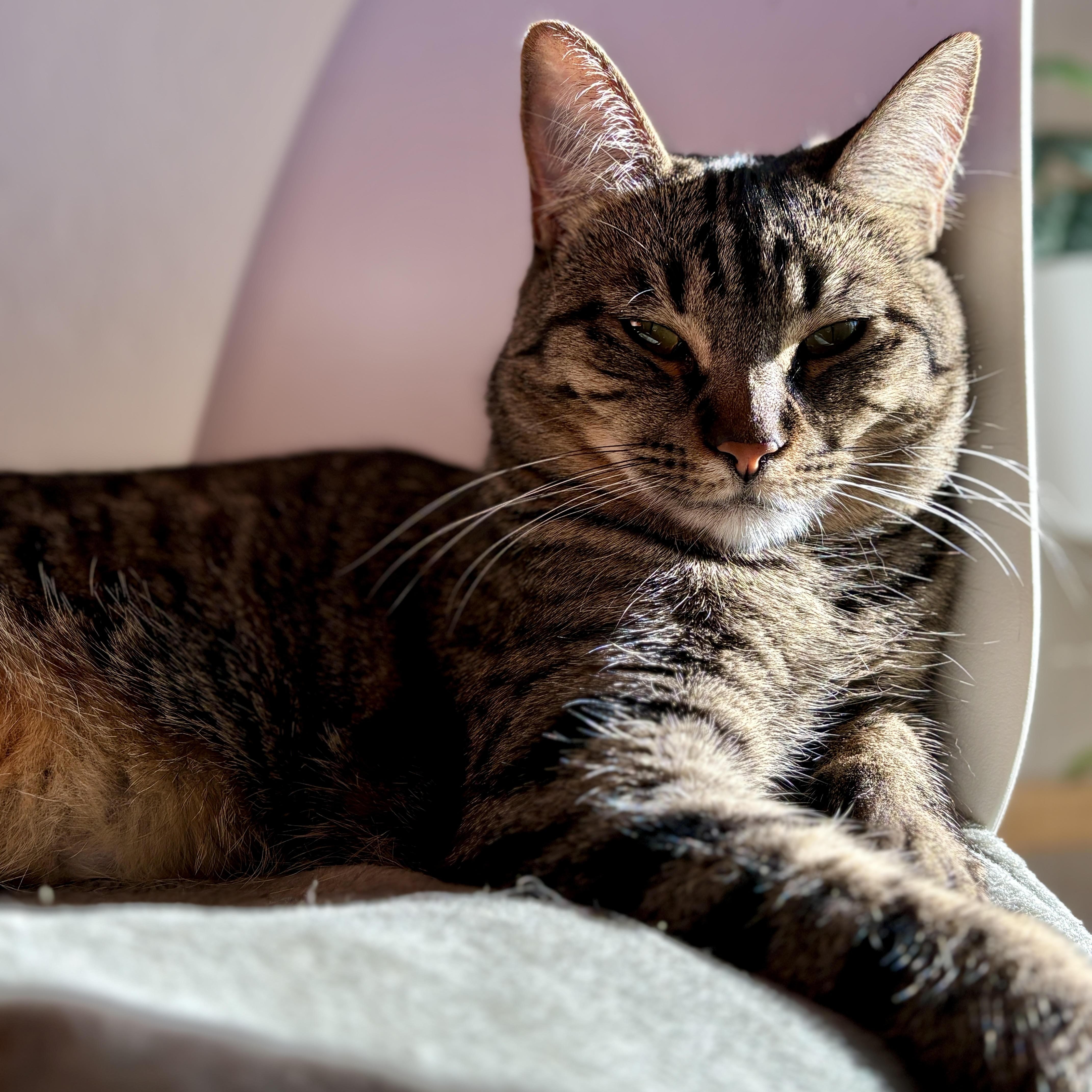 Enlarge Fern [bonded with sister, Poppy], a ADOPTABLE mixed breed in Benicia, CA image 3/6