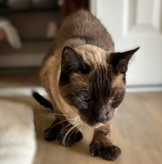 Enlarge BIG FOOT - Courtesy Listing, an adopted Siamese in Prescott, AZ image 2/4