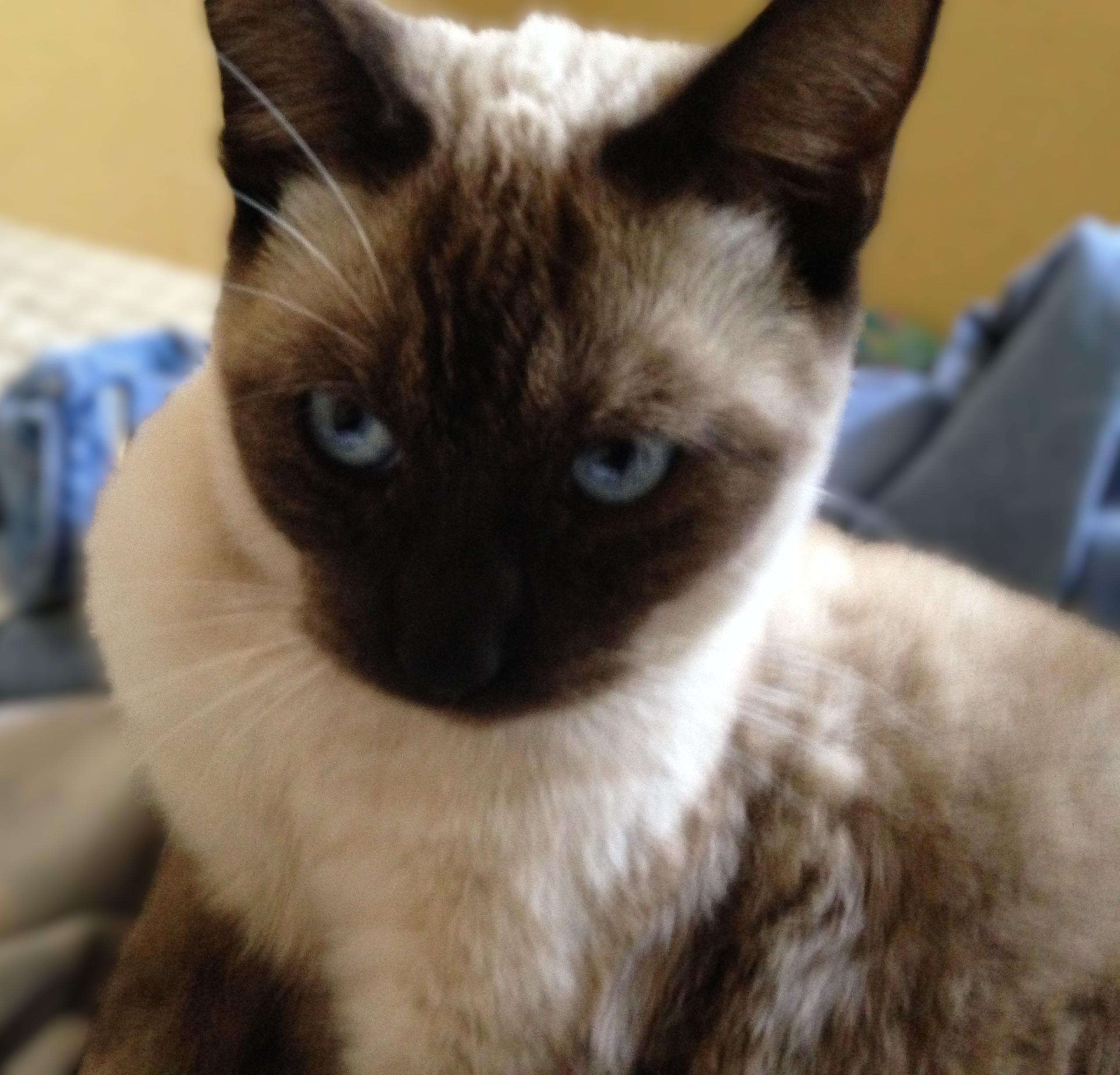 Enlarge BIG FOOT - Courtesy Listing, an adopted Siamese in Prescott, AZ image 3/4