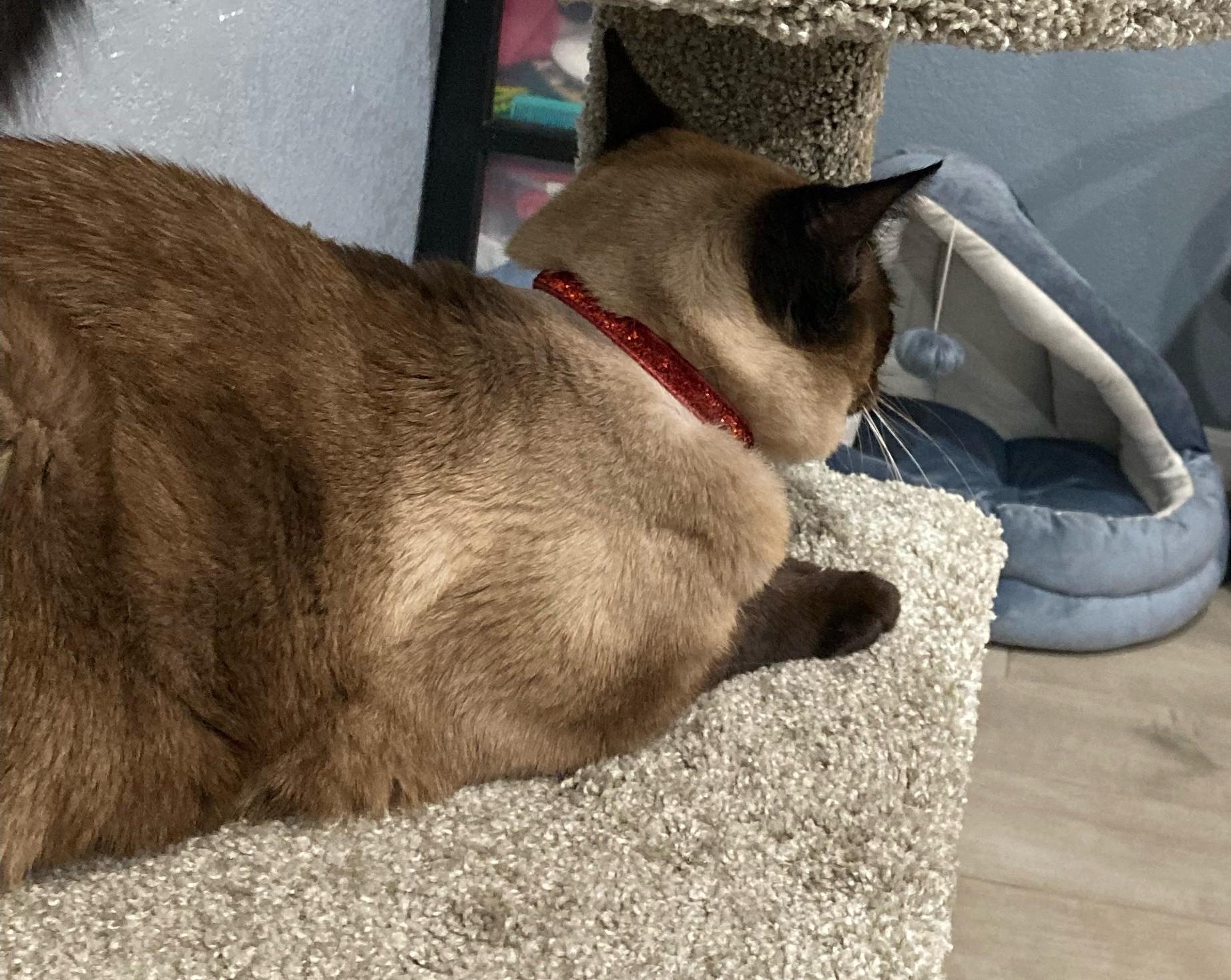 Enlarge BIG FOOT - Courtesy Listing, an adopted Siamese in Prescott, AZ image 4/4