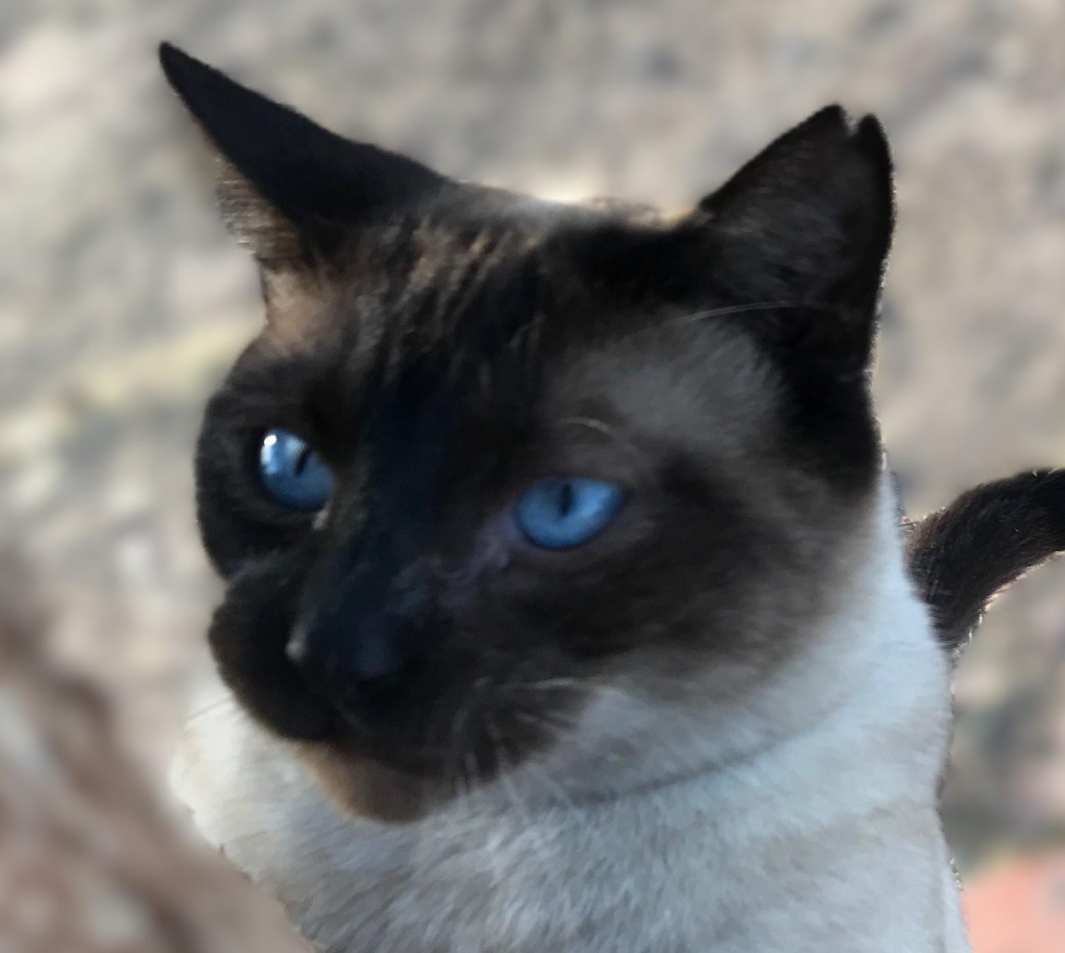 BIG FOOT - Courtesy Listing, adopted, Adult Male Siamese.