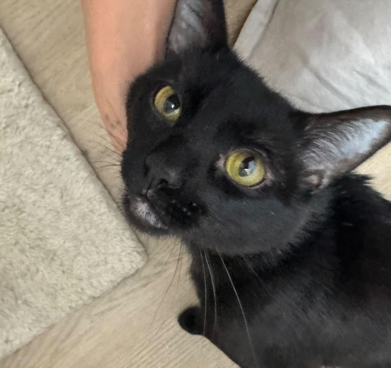 Enlarge Hiro, a ADOPTABLE Domestic Short Hair in San Diego, CA image 2/4