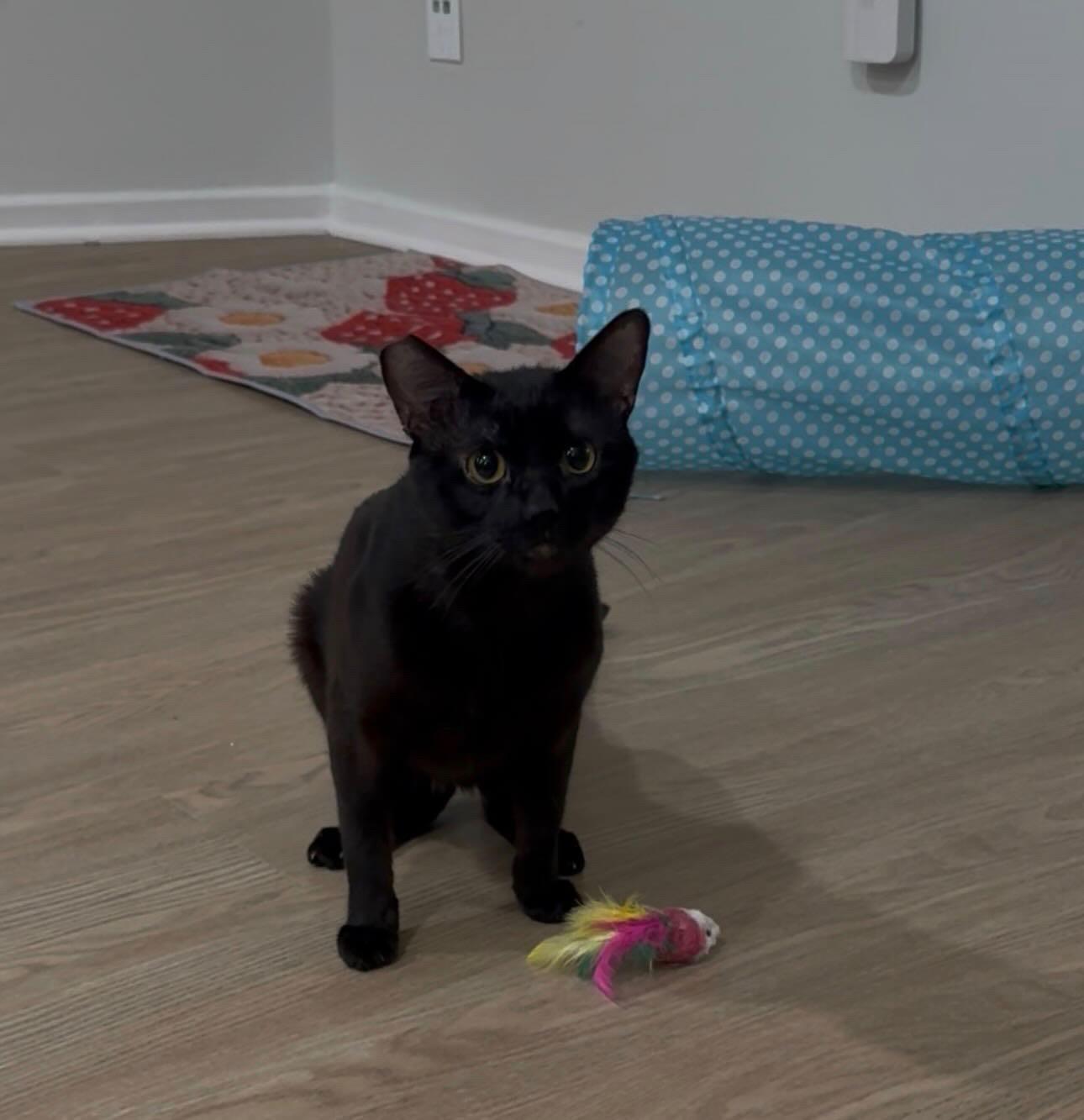 Hiro, ADOPTABLE, Young Male Domestic Short Hair.