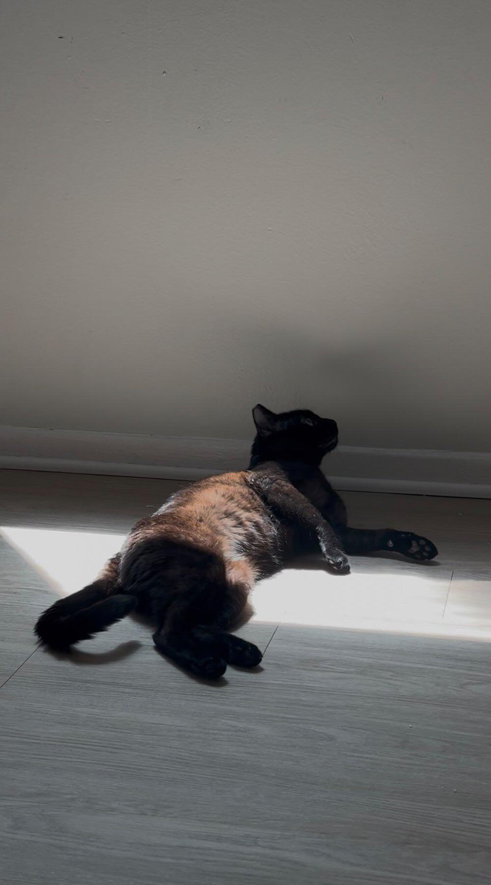 Enlarge Hiro, a ADOPTABLE Domestic Short Hair in San Diego, CA image 4/4