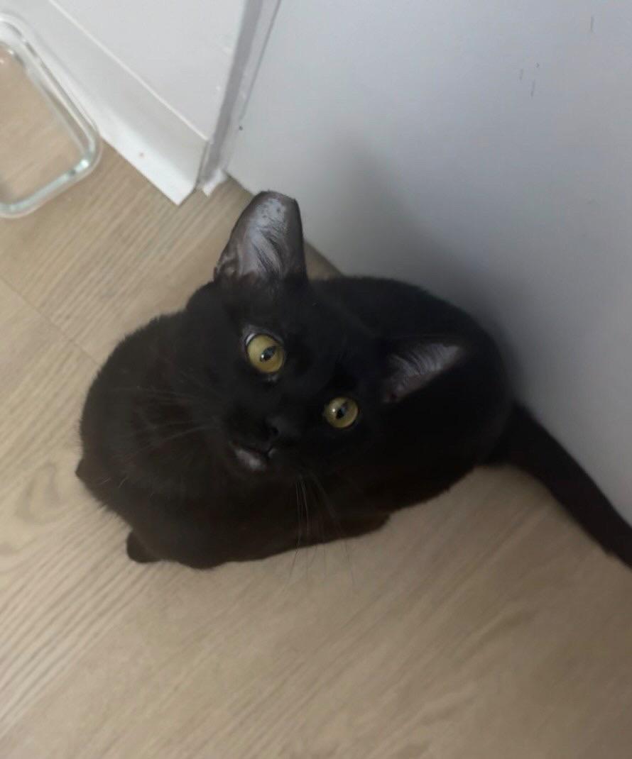 Enlarge Hiro, a ADOPTABLE Domestic Short Hair in San Diego, CA image 3/4