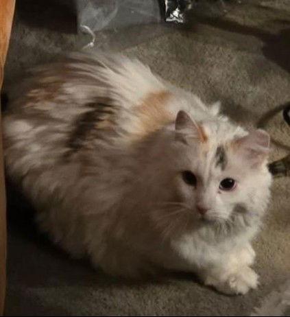 Enlarge Willow, a Adoptable Domestic Long Hair in Evergreen, CO image 1/2