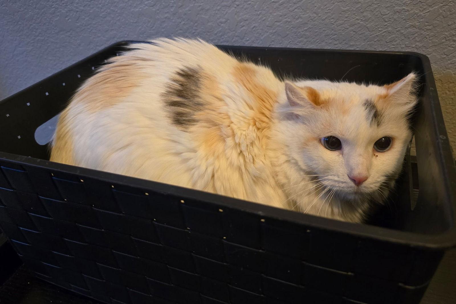 Enlarge Willow, a Adoptable Domestic Long Hair in Evergreen, CO image 2/2