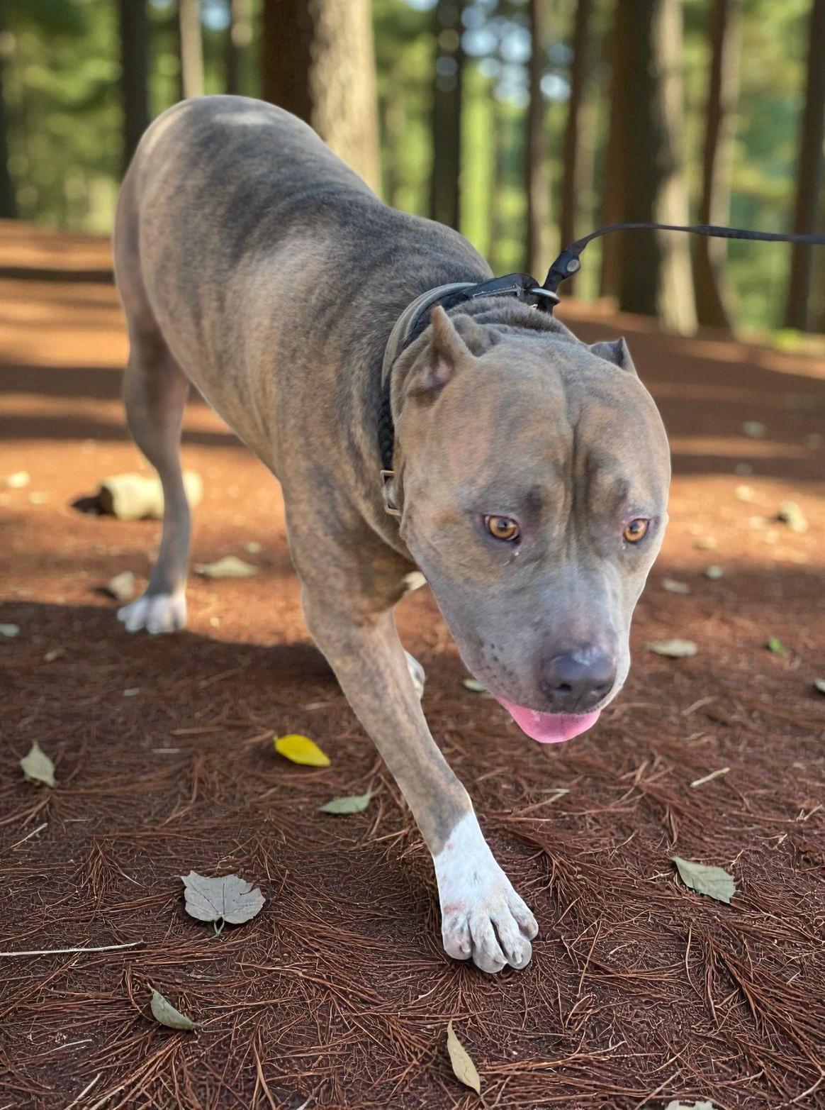 Clyde, a ADOPTABLE Pit Bull Terrier in Ventura, CA image 2/6