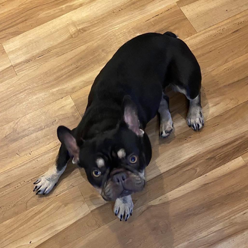 Jewels-loves belly rubs, Adoptable, Adult Female French Bulldog.
