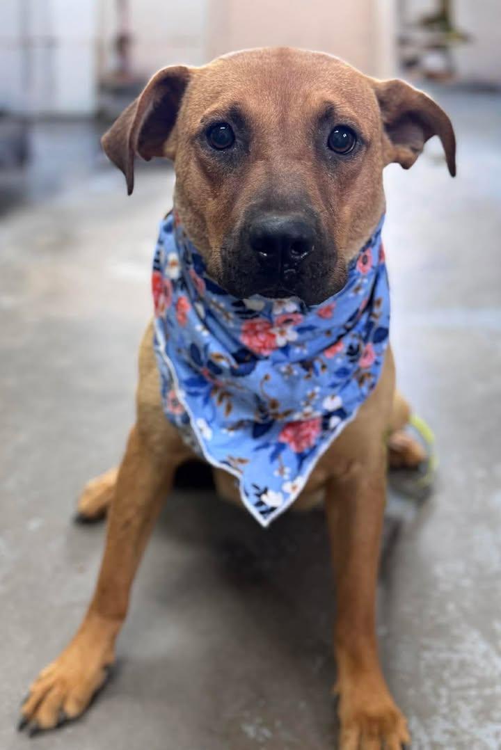 Dakota, ADOPTABLE, Young Female Shepherd.