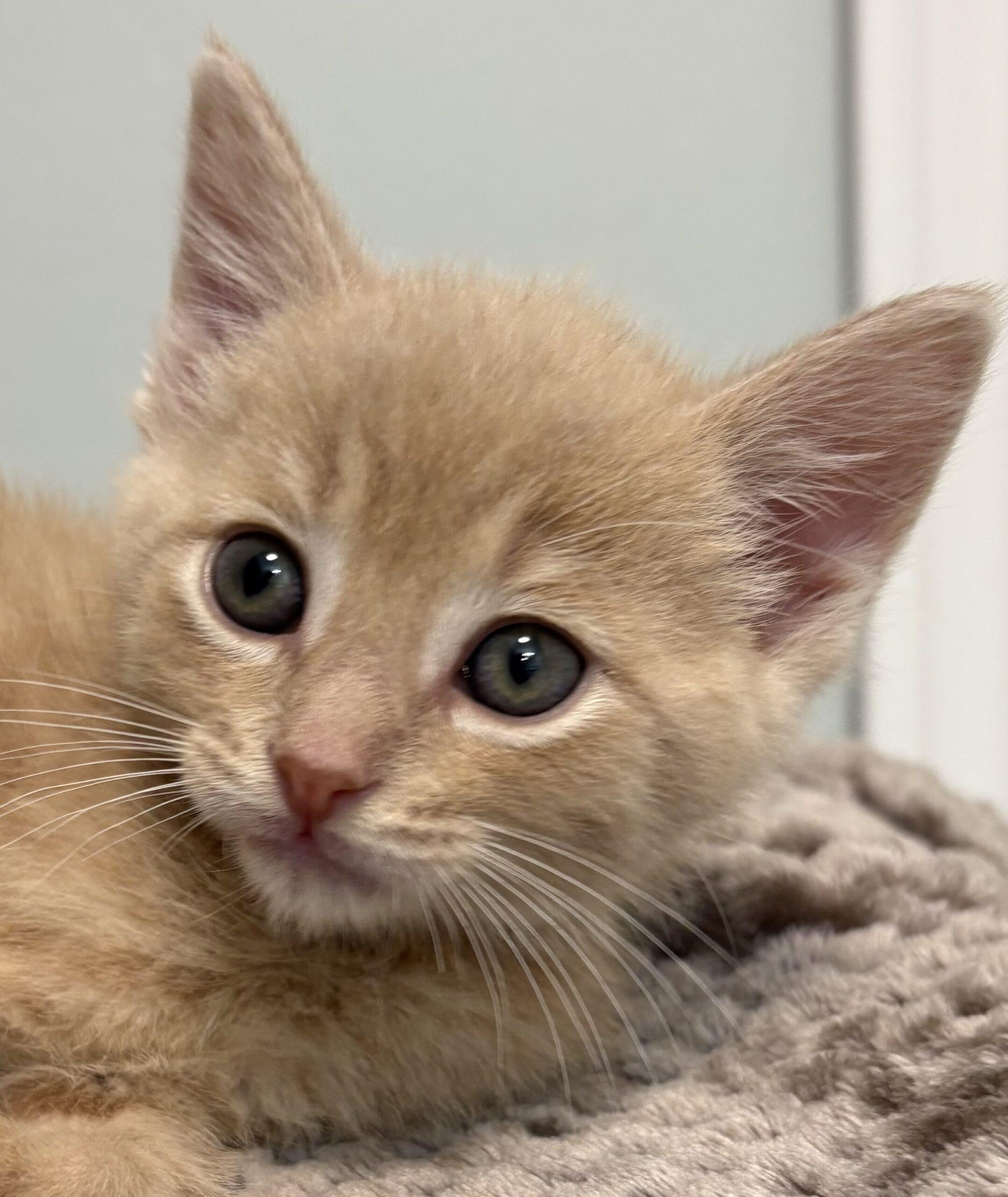 Enlarge Vanilla Bean, a Adoptable Domestic Short Hair in Vienna, ON image 1/6