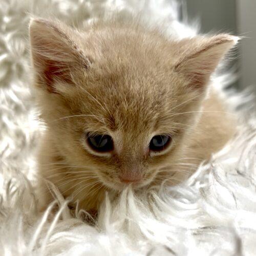 Enlarge Vanilla Bean, a Adoptable Domestic Short Hair in Vienna, ON image 2/6