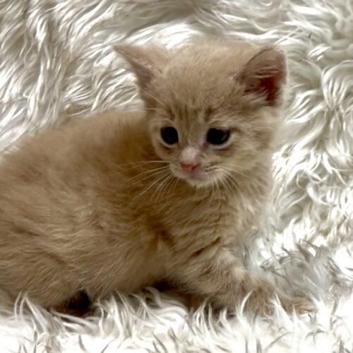 Enlarge Vanilla Bean, a Adoptable Domestic Short Hair in Vienna, ON image 3/6