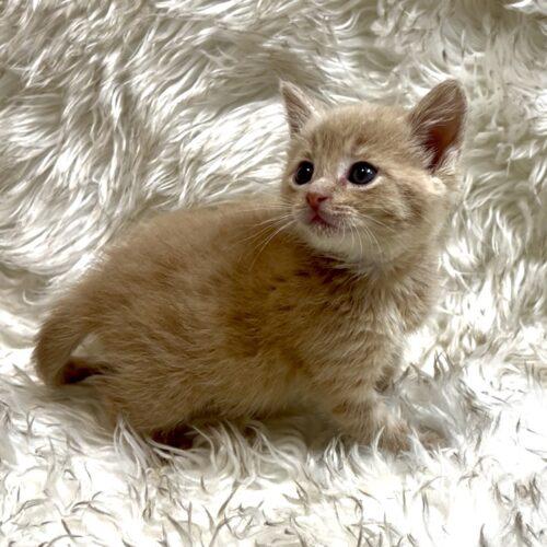 Enlarge Vanilla Bean, a Adoptable Domestic Short Hair in Vienna, ON image 4/6