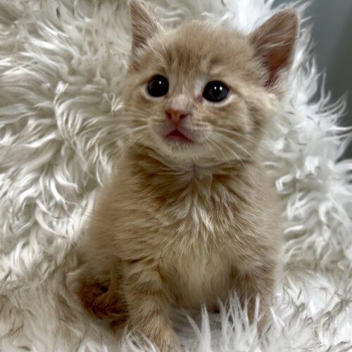 Enlarge Vanilla Bean, a Adoptable Domestic Short Hair in Vienna, ON image 5/6
