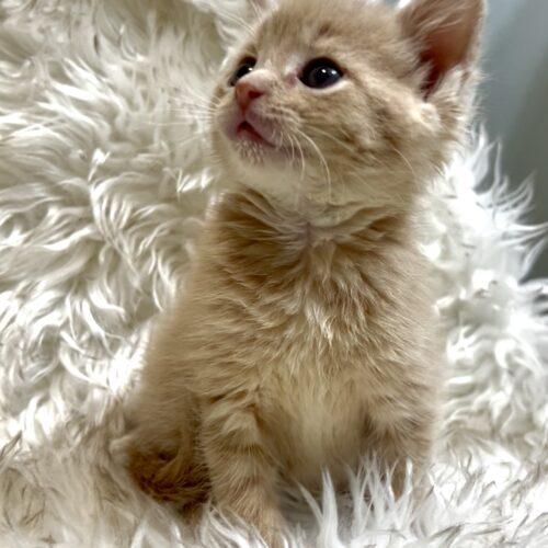 Enlarge Vanilla Bean, a Adoptable Domestic Short Hair in Vienna, ON image 6/6
